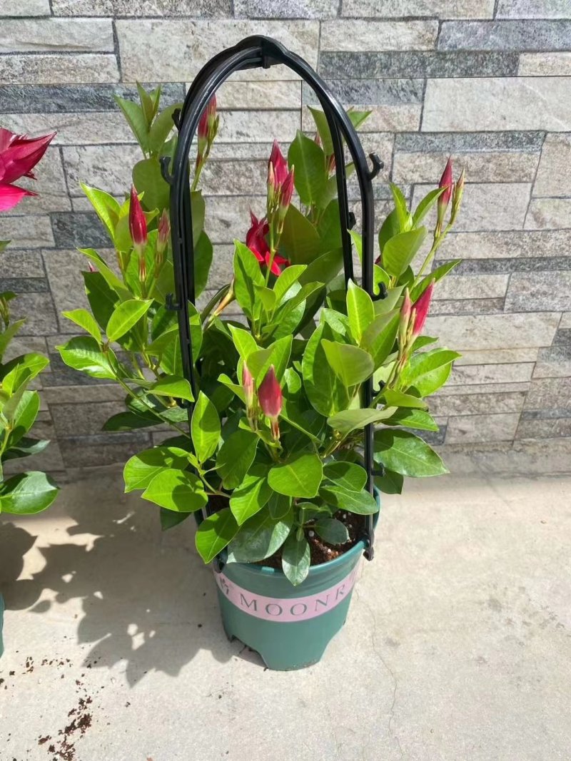 草本飘香藤苗双喜藤盆栽绿植花卉植红粉飘香藤