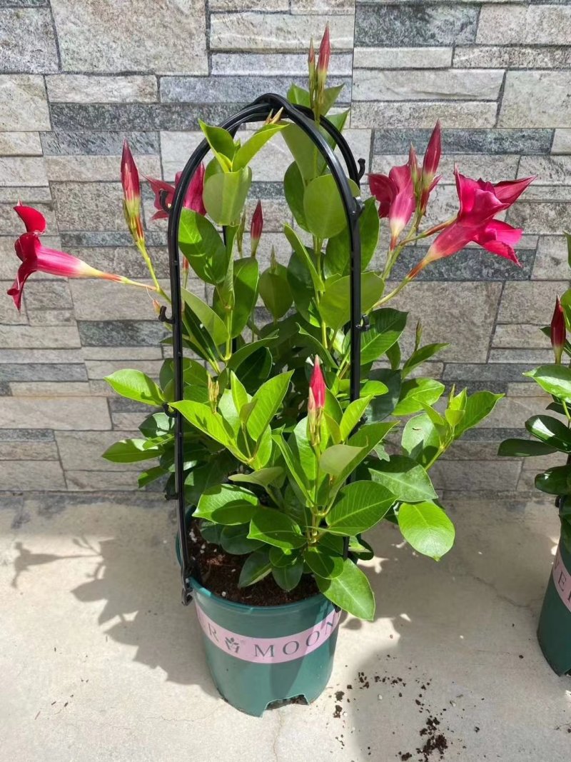 草本飘香藤苗双喜藤盆栽绿植花卉植红粉飘香藤