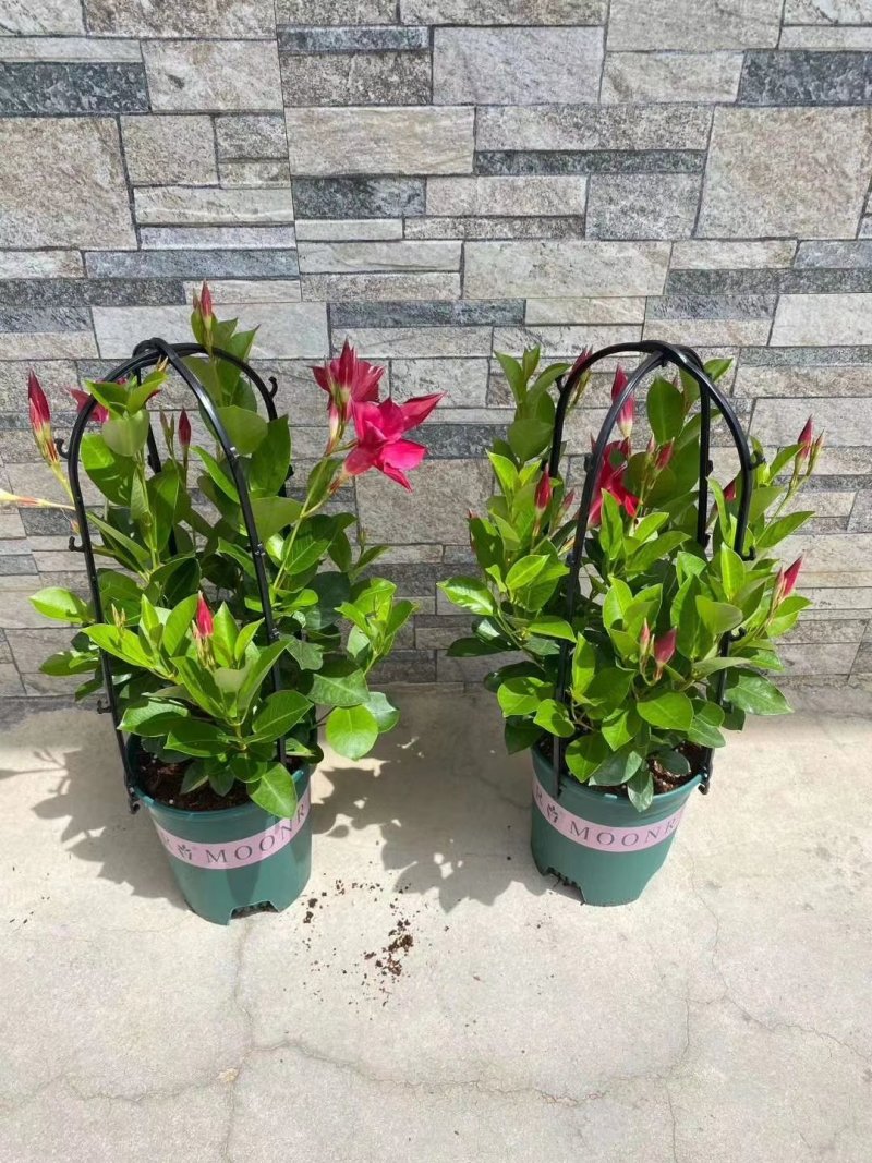 草本飘香藤苗双喜藤盆栽绿植花卉植红粉飘香藤
