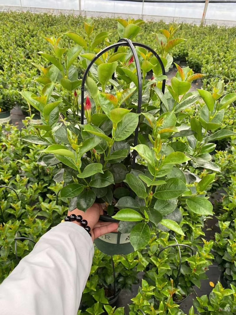 草本飘香藤苗双喜藤盆栽绿植花卉植红粉飘香藤