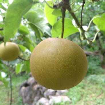 黄花梨，欢迎各位老板来采购、、、、、、、、、