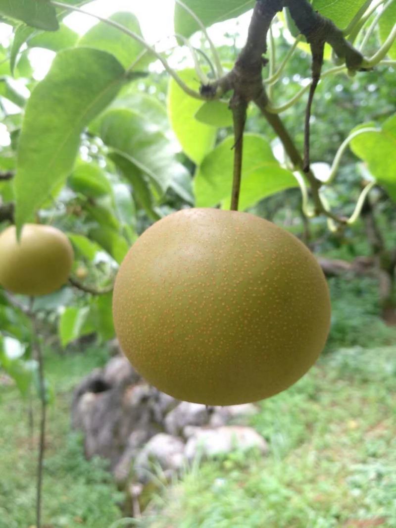 黄花梨，欢迎各位老板来采购、、、、、、、、、