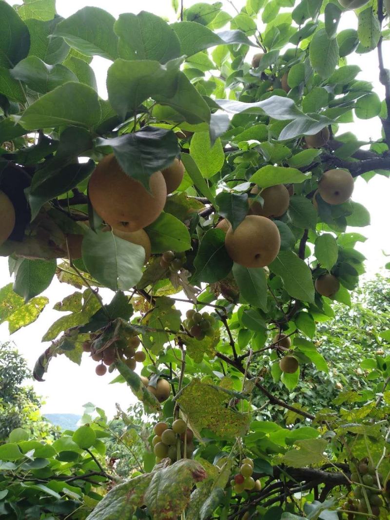黄花梨，欢迎各位老板来采购、、、、、、、、、