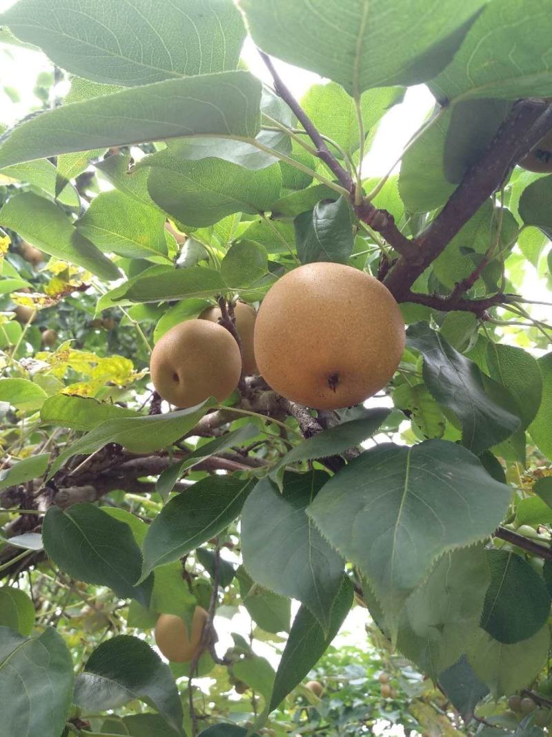 黄花梨，欢迎各位老板来采购、、、、、、、、、