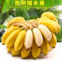 贵州小米蕉新鲜10斤野生水果香蕉帝王蕉banana整箱