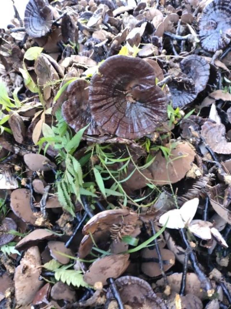 桂林版高仿原生态林下灵芝本地灵芝。。。。。