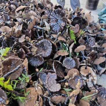 桂林版高仿原生态林下灵芝本地灵芝。。。。。
