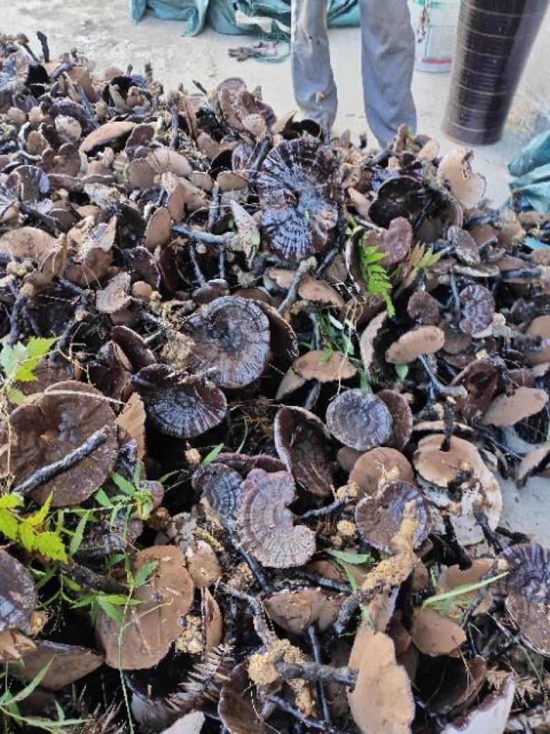 桂林版高仿原生态林下灵芝本地灵芝。。。。。