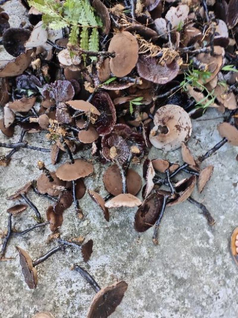 桂林版高仿原生态林下灵芝本地灵芝。。。。。