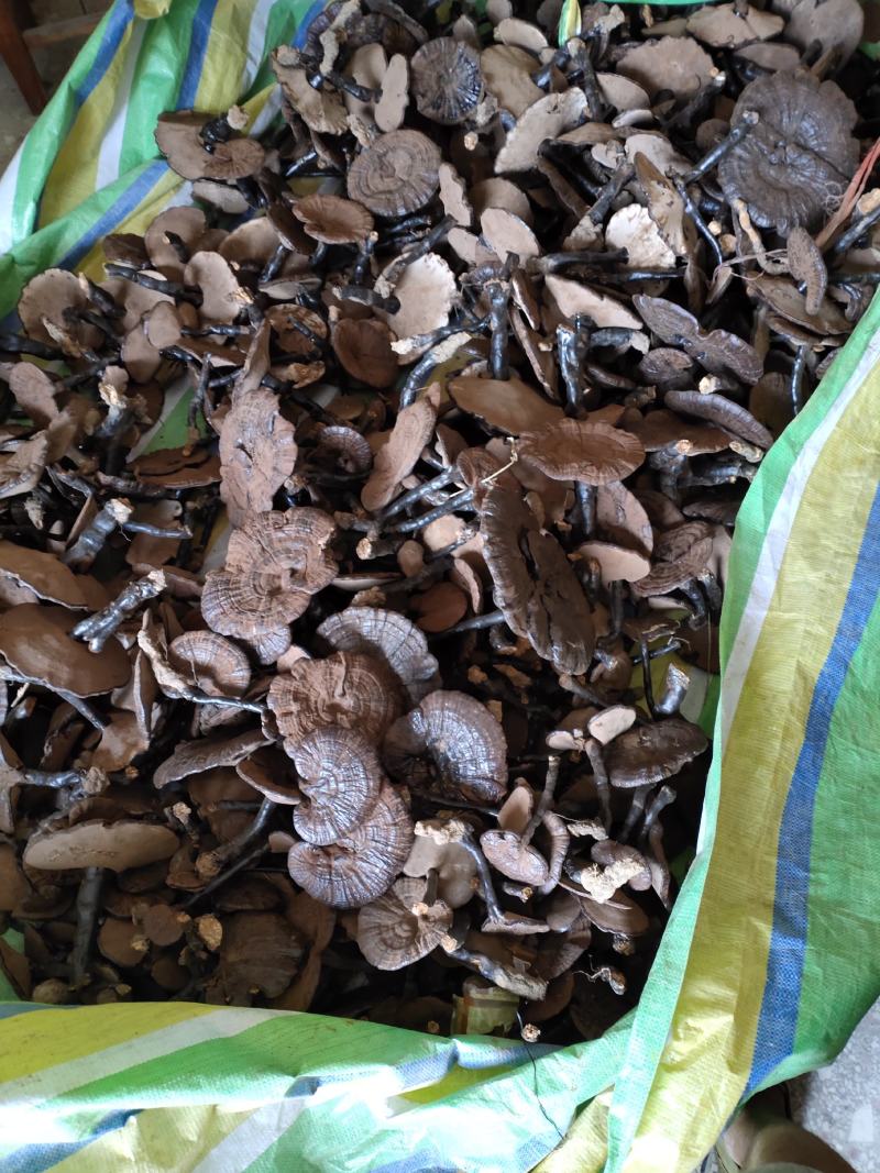 桂林版高仿原生态林下灵芝本地灵芝。。。。。