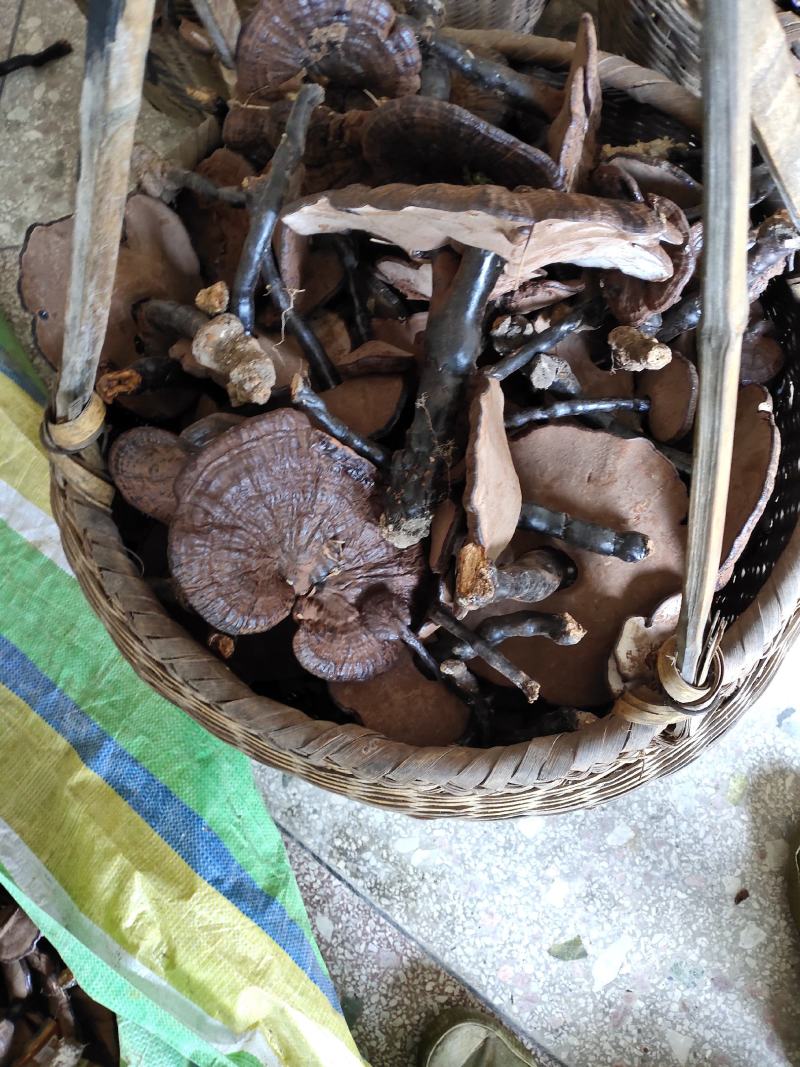 桂林版高仿原生态林下灵芝本地灵芝。。。。。