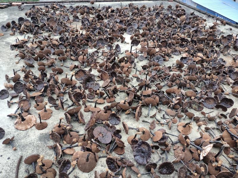 桂林版高仿原生态林下灵芝本地灵芝。。。。。