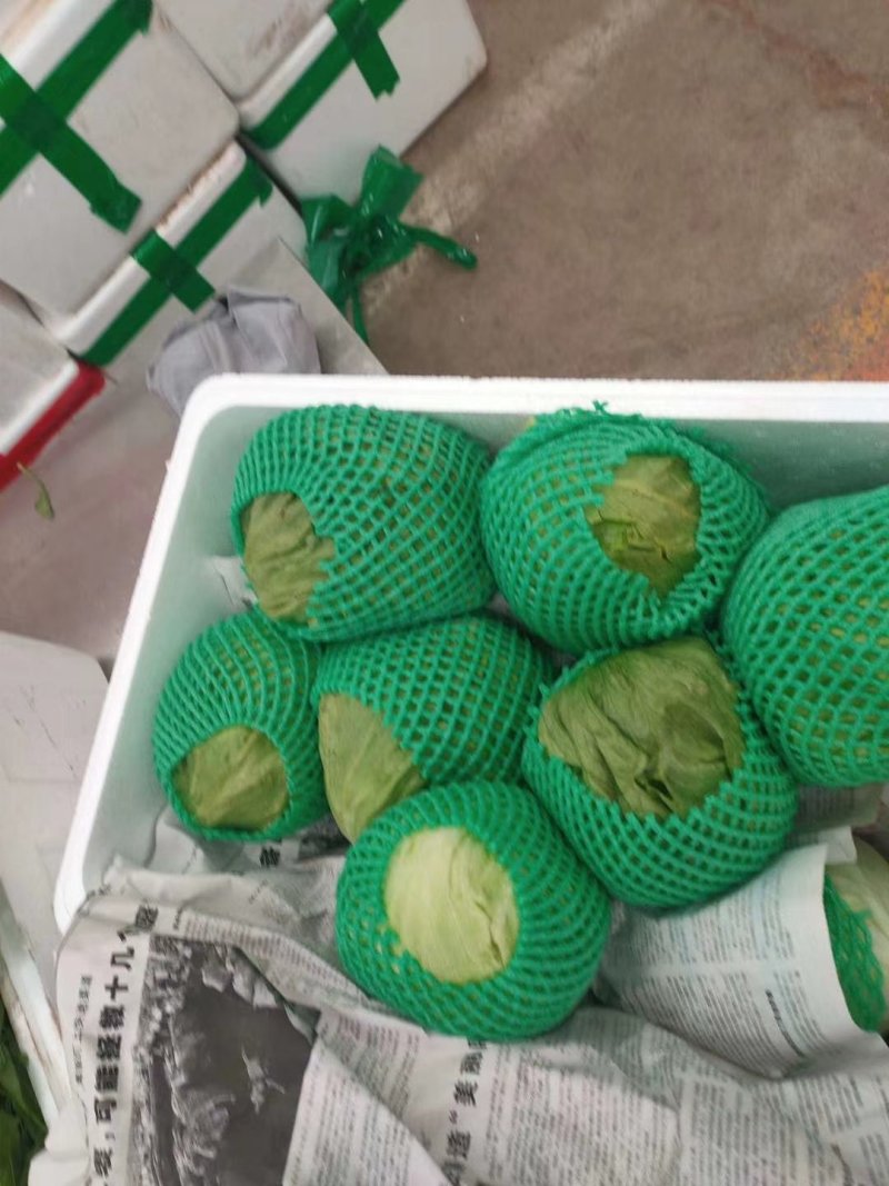 球生菜