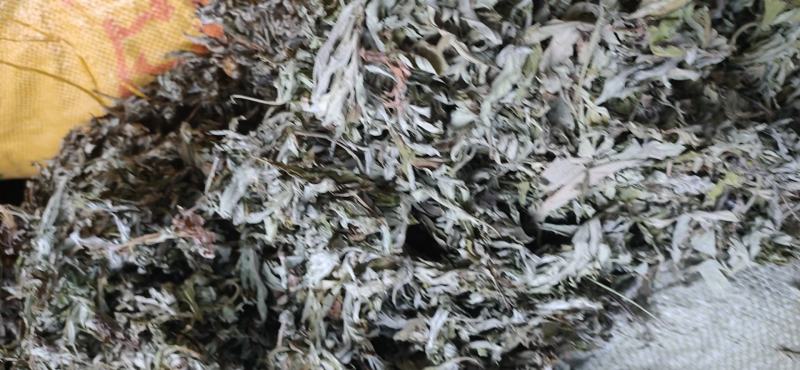艾叶散包、机压件、选货、统货、无杆无杂无水叶