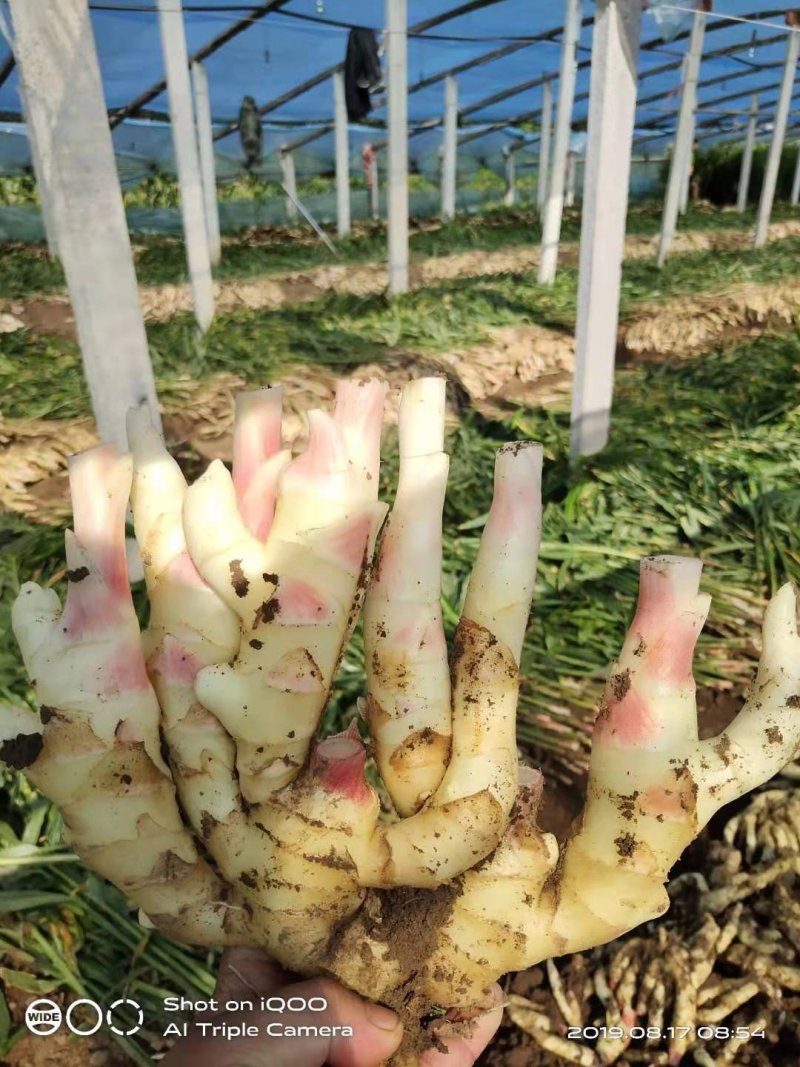 红芽嫩姜鲜姜姜牙子生姜大棚姜糖醋泡姜