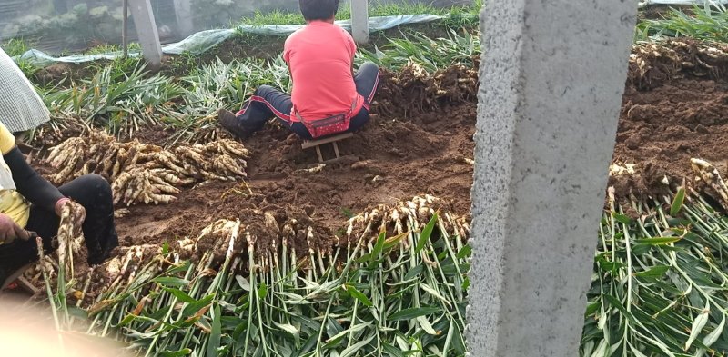 红芽嫩姜鲜姜姜牙子生姜大棚姜糖醋泡姜