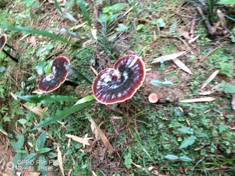 原生态森态林金边灵芝大量供应
