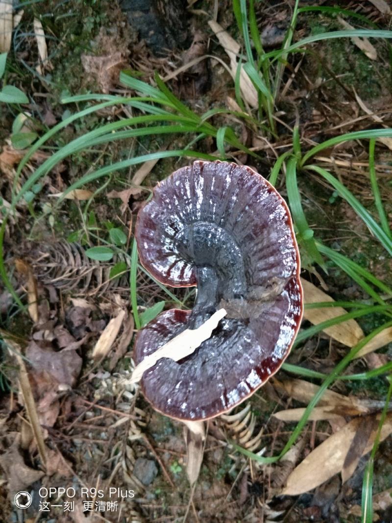 原生态森态林金边灵芝大量供应