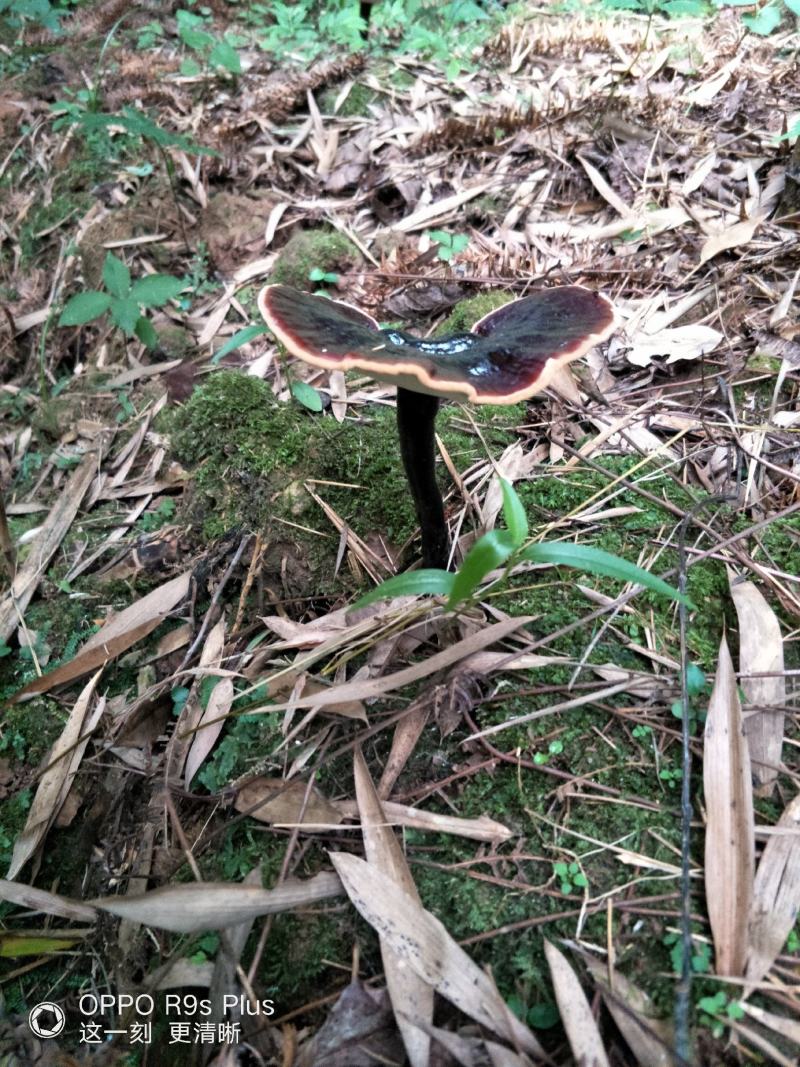 原生态森态林金边灵芝大量供应