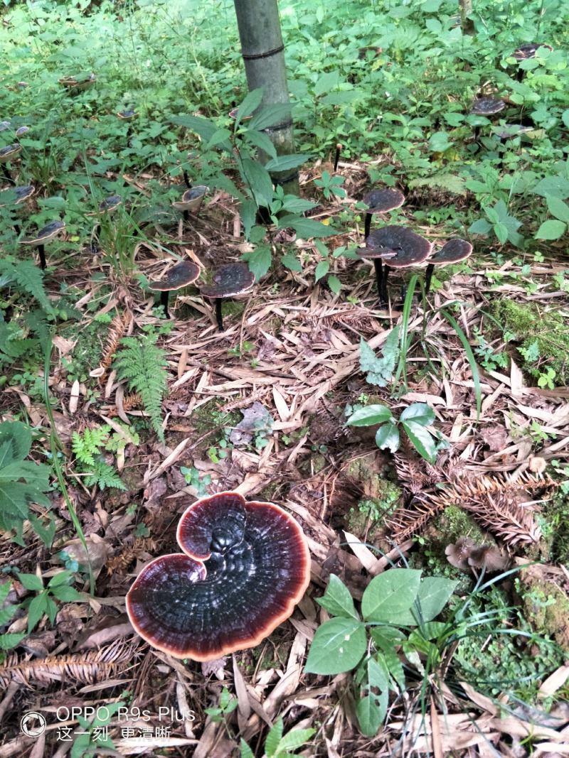 原生态森态林金边灵芝大量供应