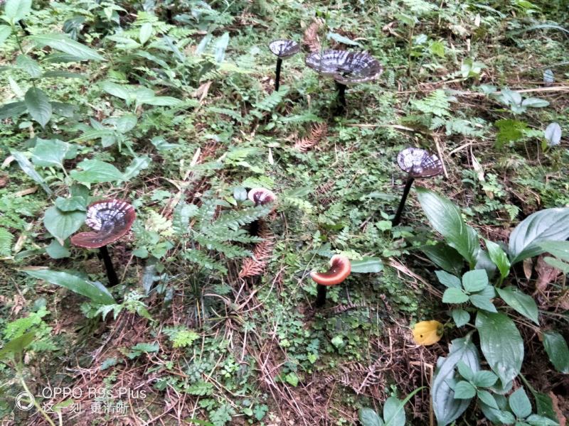 原生态森态林金边灵芝大量供应