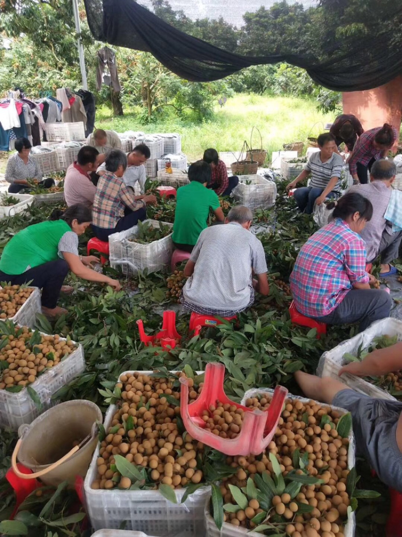 储良桂圆