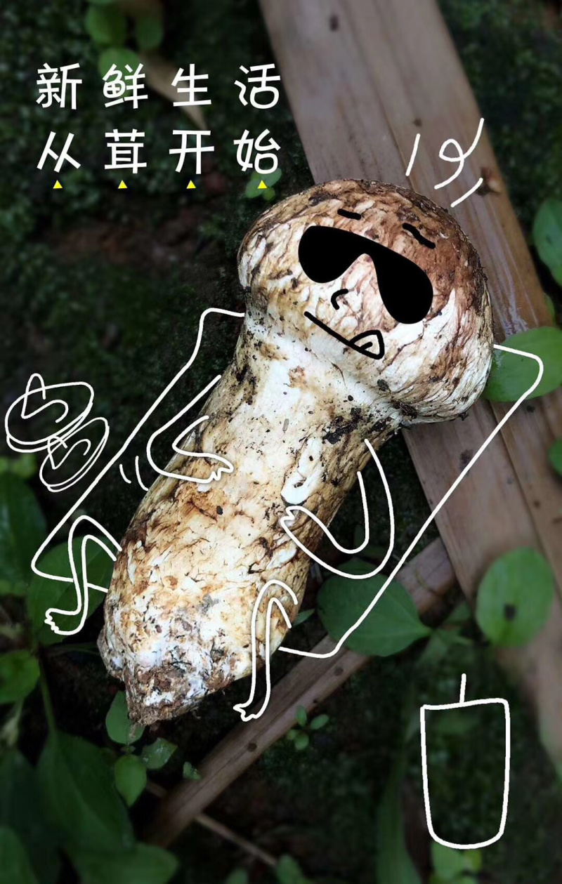2025年新鲜松茸香格里拉纯正野生松茸精选货