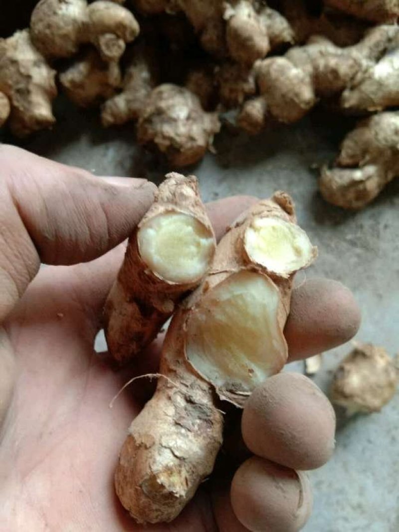 老姜辣姜母