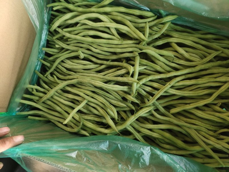 甘肃架豆王豆王精品豆王无丝架豆王豆角缸豆