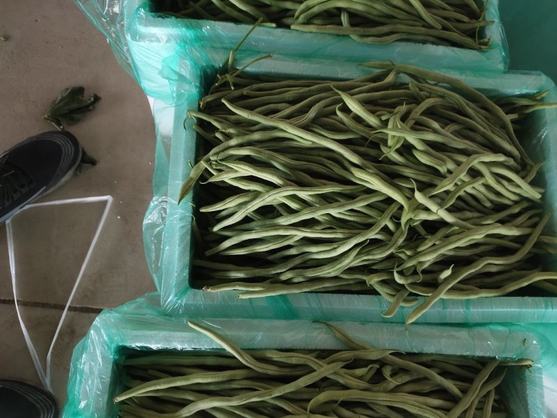 甘肃架豆王豆王精品豆王无丝架豆王豆角缸豆