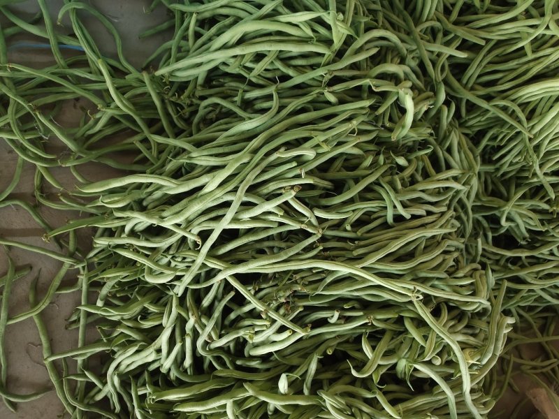 甘肃架豆王豆王精品豆王无丝架豆王豆角缸豆
