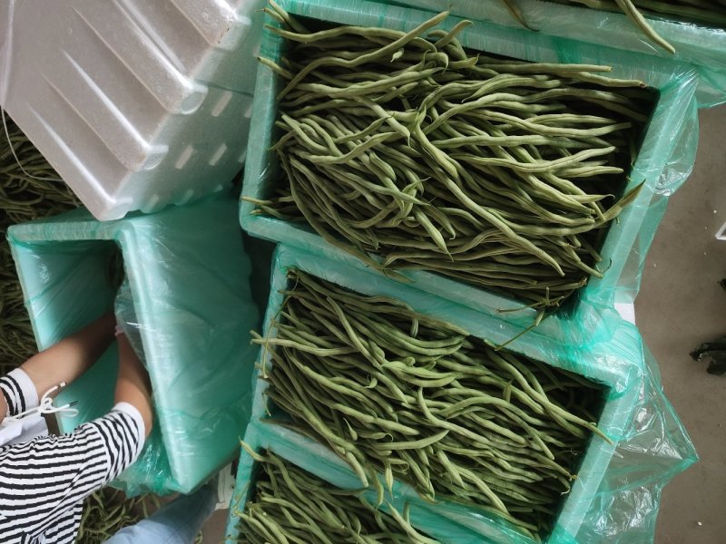 甘肃架豆王豆王精品豆王无丝架豆王豆角缸豆