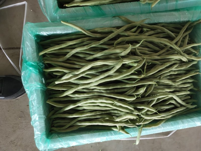 甘肃架豆王豆王精品豆王无丝架豆王豆角缸豆