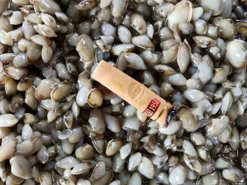 渤海湾，海瓜子，海沙，各种规格，需要的来吧，大量有货