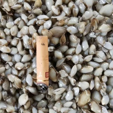 渤海湾，海瓜子，海沙，各种规格，需要的来吧，大量有货