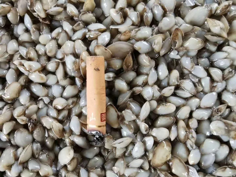 渤海湾，海瓜子，海沙，各种规格，需要的来吧，大量有货