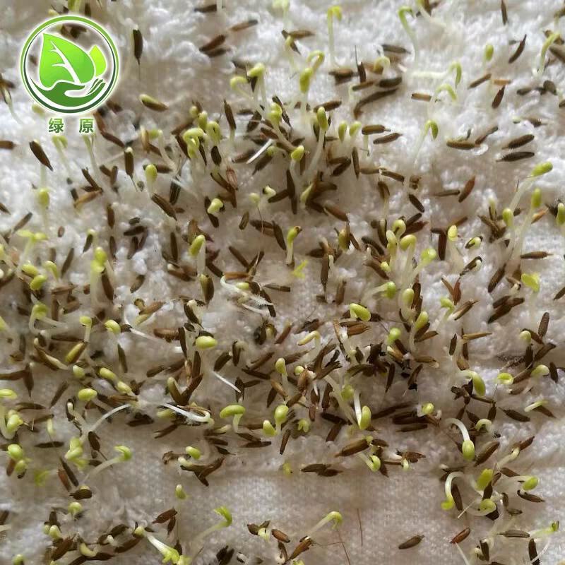 蒲公英种子，包发芽率，百分之九十五以上，可回收产品
