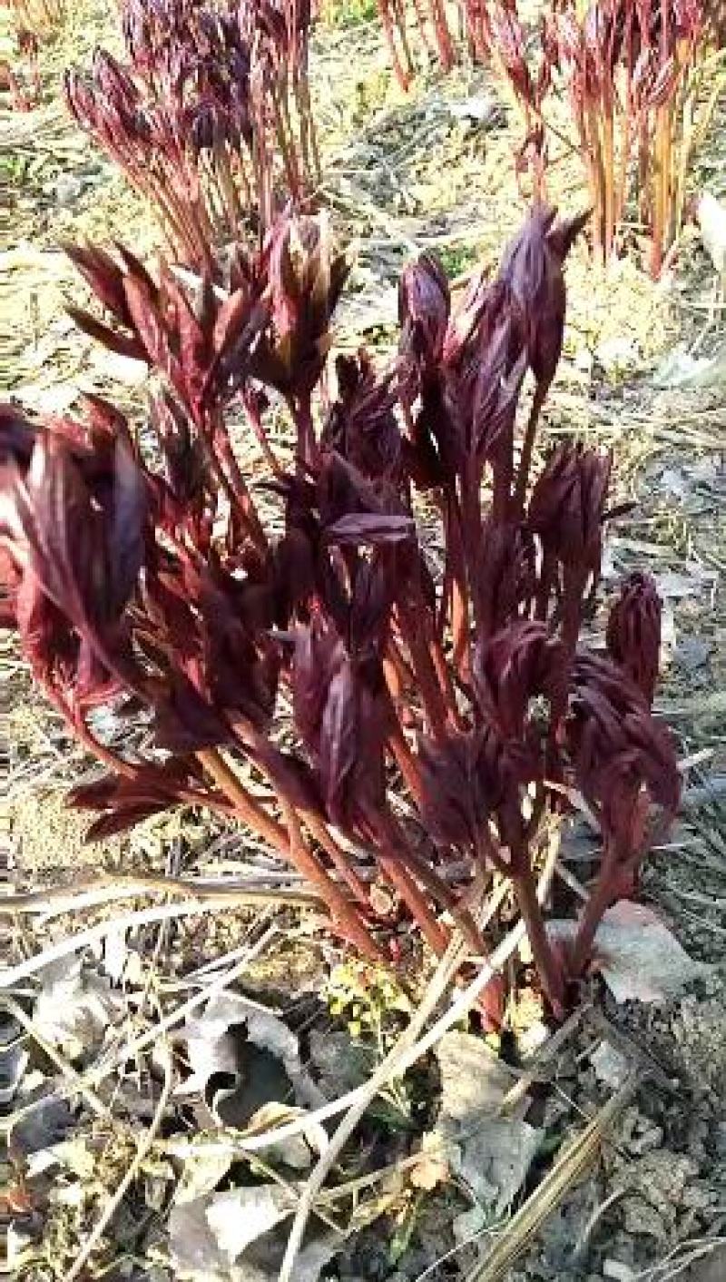 芍药芽2毛一个，芍药芽头，白芍种苗，1_3年白芍苗