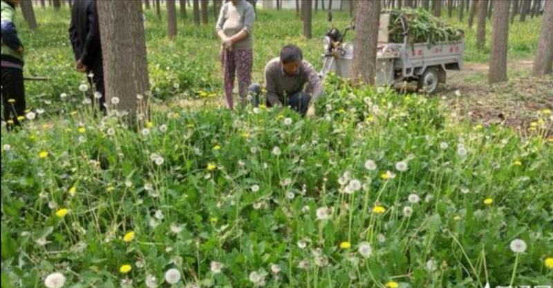 蒲公英种子，包发芽率，百分之九十五以上，可回收产品
