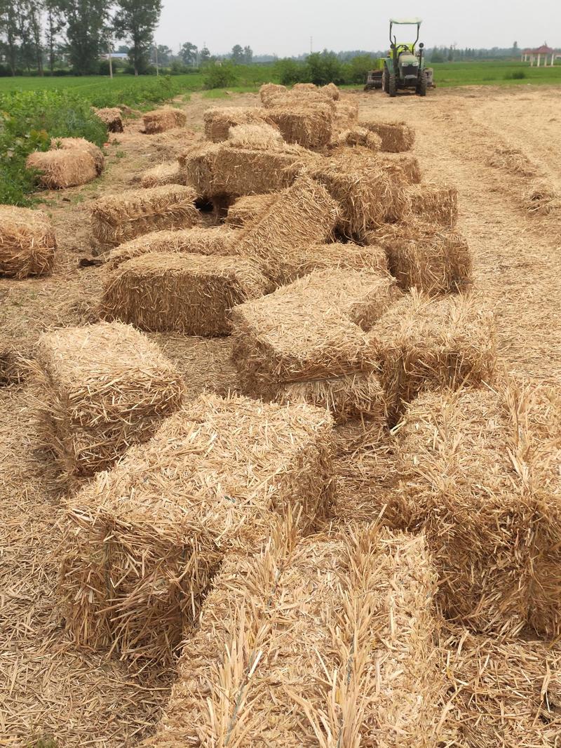 常年收售小麦秸秆、花生秧，无土无膜无霉变，质量保证