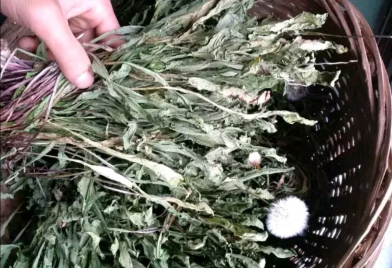 蒲公英种子，包发芽率，百分之九十五以上，可回收产品