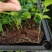 九里香种苗千里香小苗室内观叶观花植物开花洁白而芳香
