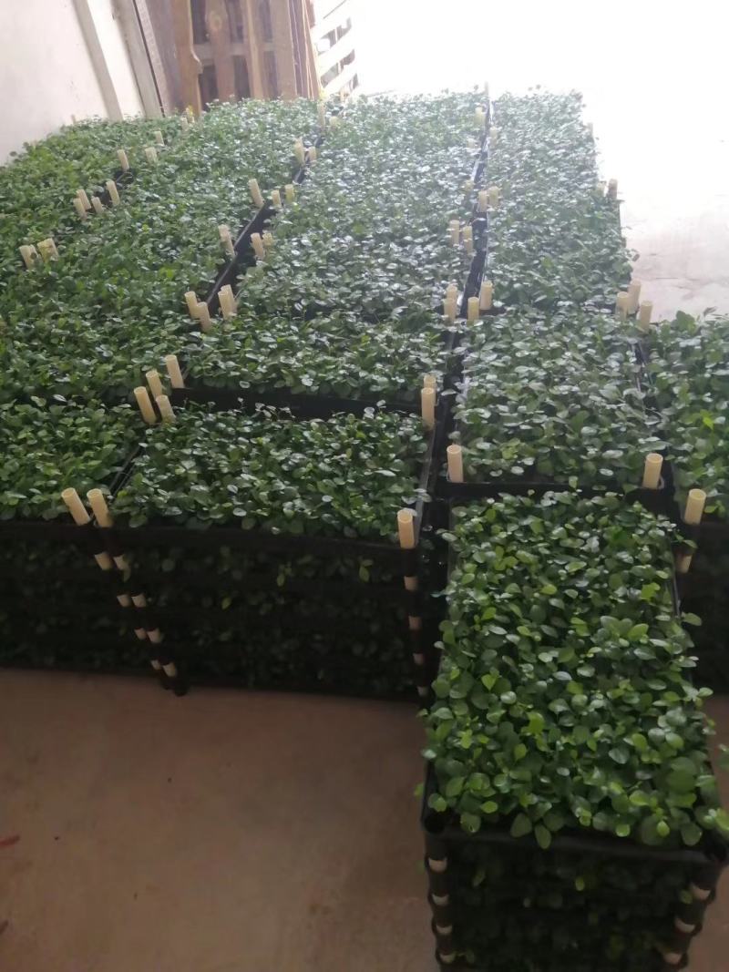九里香种苗千里香小苗室内观叶观花植物开花洁白而芳香