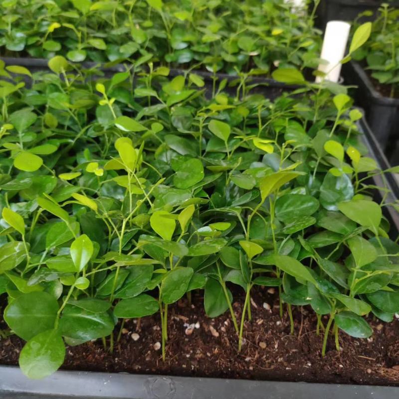 九里香种苗千里香小苗室内观叶观花植物开花洁白而芳香