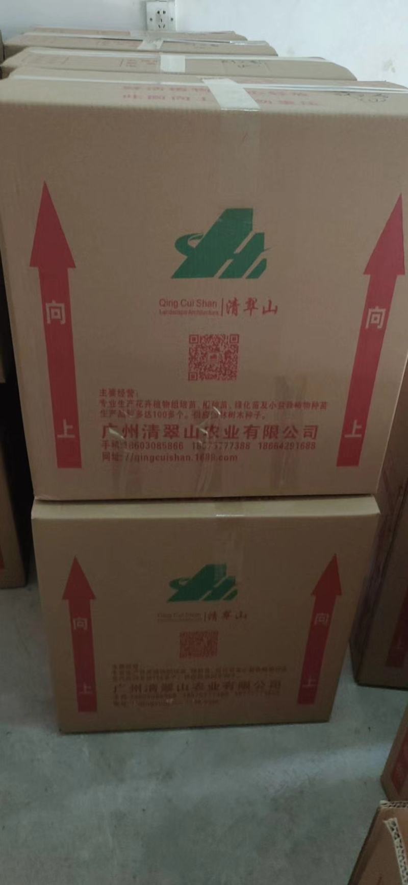 九里香种苗千里香小苗室内观叶观花植物开花洁白而芳香