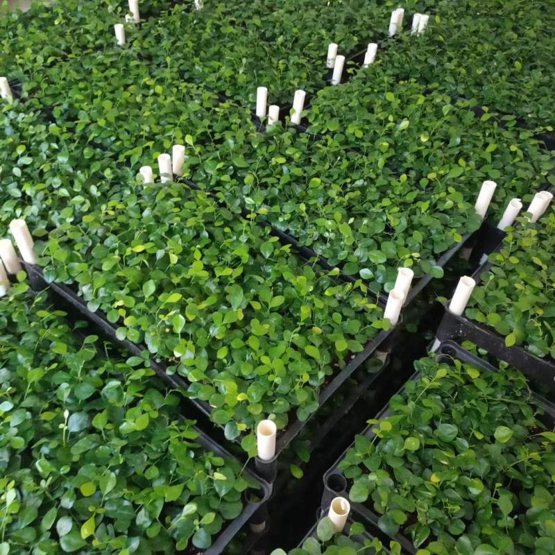 九里香种苗千里香小苗室内观叶观花植物开花洁白而芳香