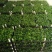 九里香种苗千里香小苗室内观叶观花植物开花洁白而芳香