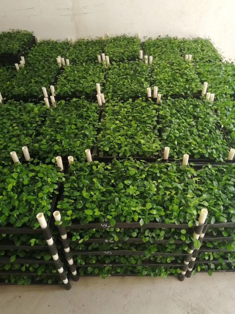 九里香种苗千里香小苗室内观叶观花植物开花洁白而芳香
