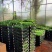 九里香种苗千里香小苗室内观叶观花植物开花洁白而芳香