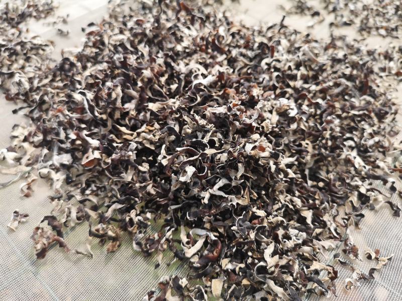 精品毛木耳丝工厂价格产地直销当季新货量大从优